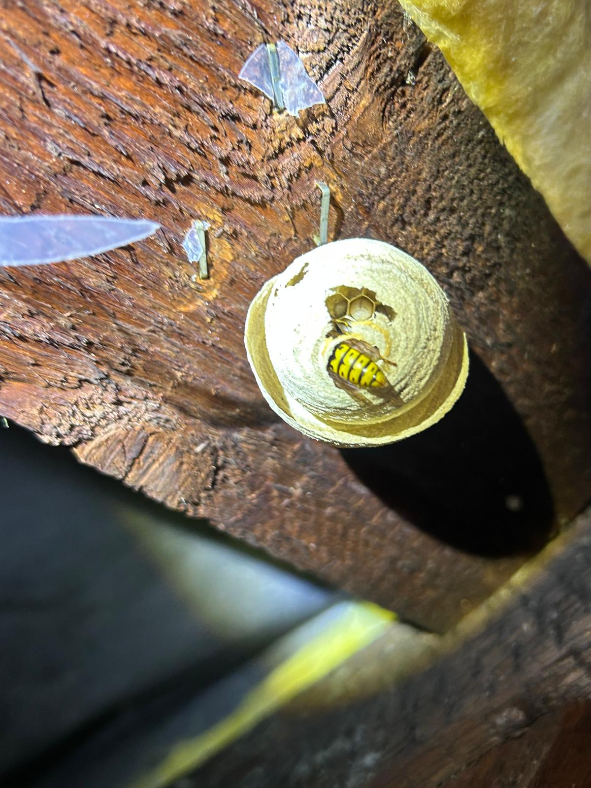Beginnendes Wespennest mit Königin an einem Holzbalken
