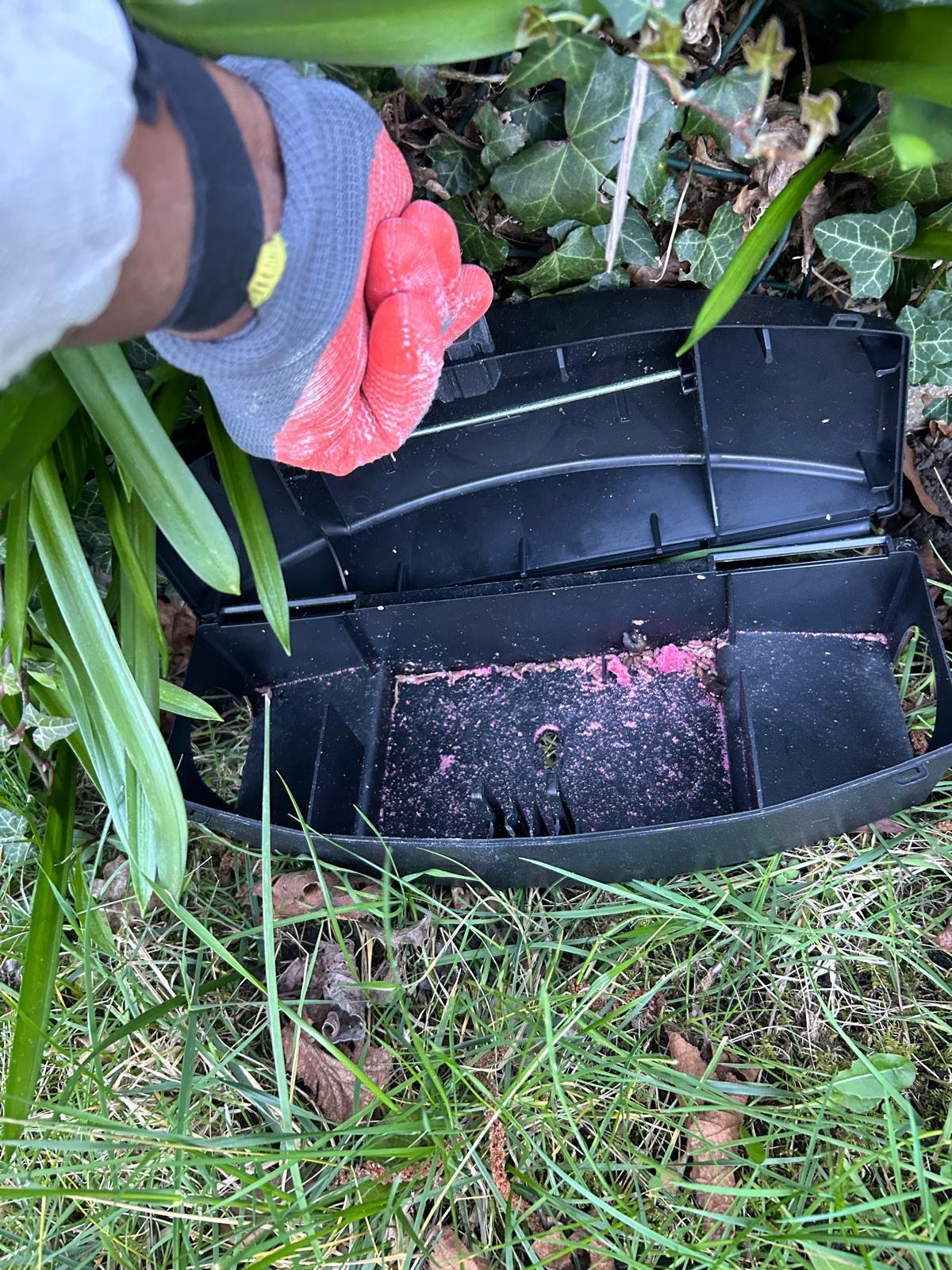 Köderstation für Nagetiere wird im Gartenbereich platziert