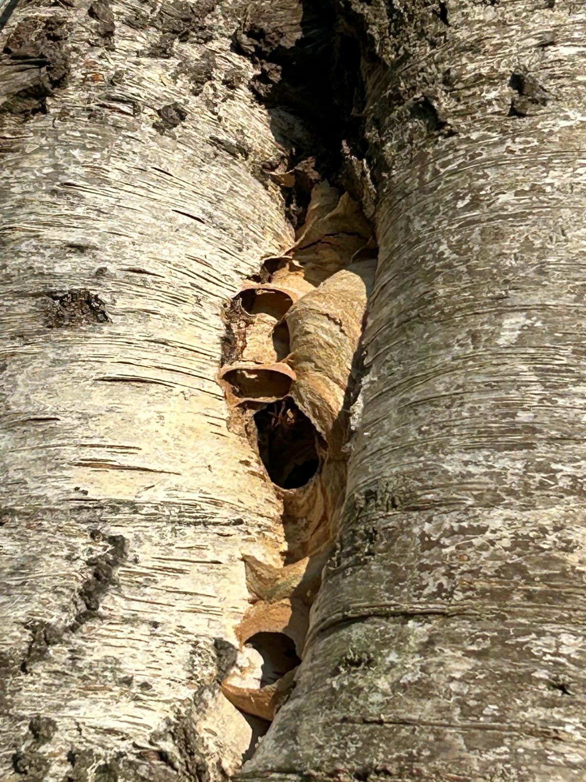 Nest im Baumspalt – vor der Behandlung