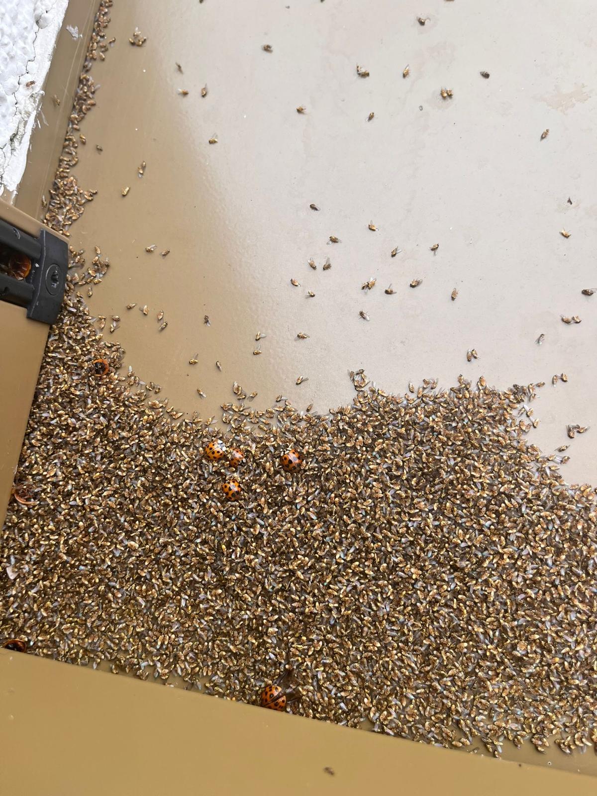 Insektenbefall auf dem Dachboden – vor der Behandlung