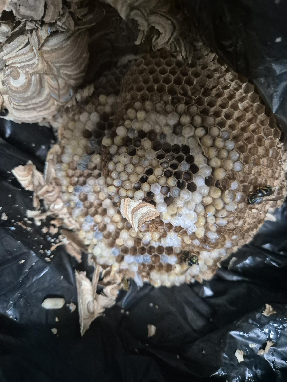 Entferntes Wespennest mit Brutwaben